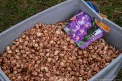 2023.11.09 Krokusowa Rewolucja